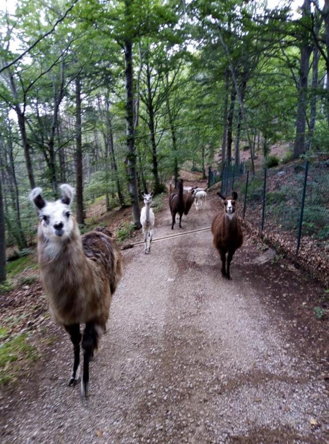 Agriturismo Athabaska San Lorenzo Dorsino Bagian luar foto